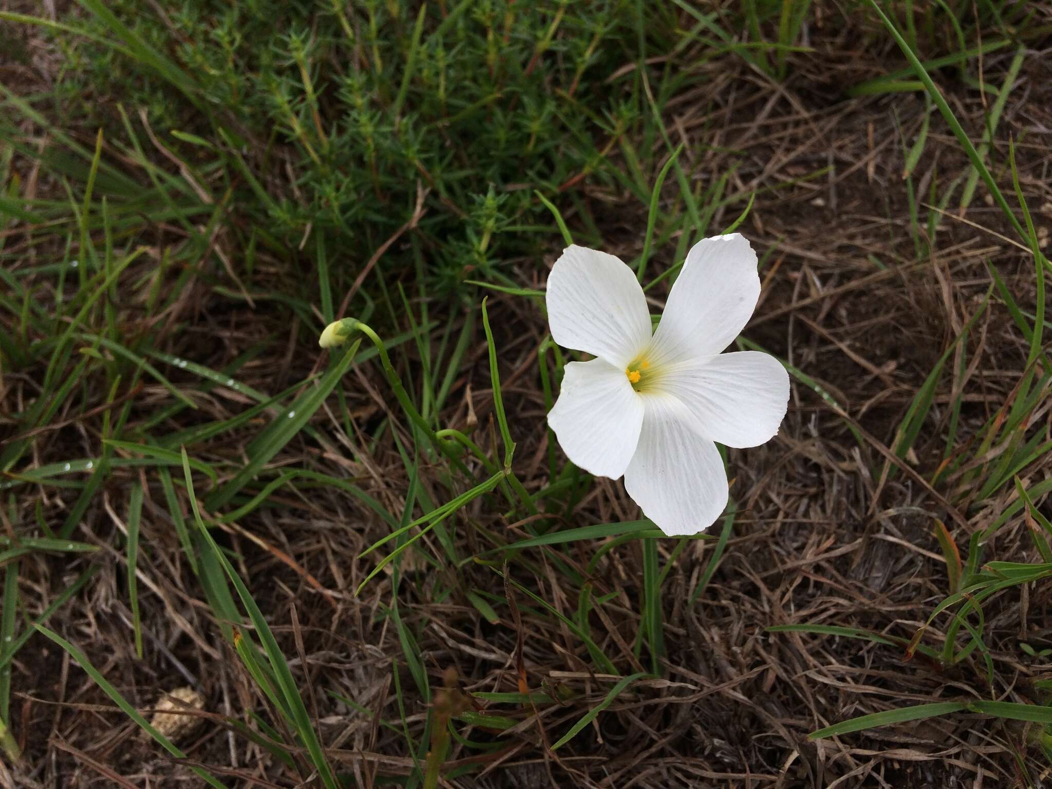 Imagem de Oxalis smithiana Eckl. & Zeyh.