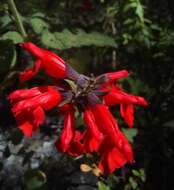 Image of Salvia pulchella DC.