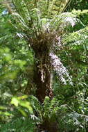 Image of Dicksonia sellowiana (Presl) Hook.