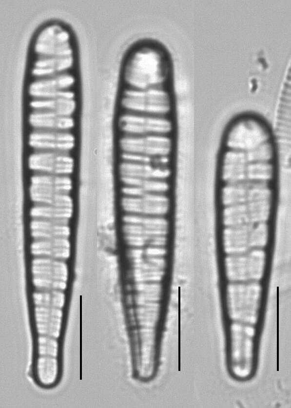 Image of Meridion circulare (Greville) C. Agardh 1831