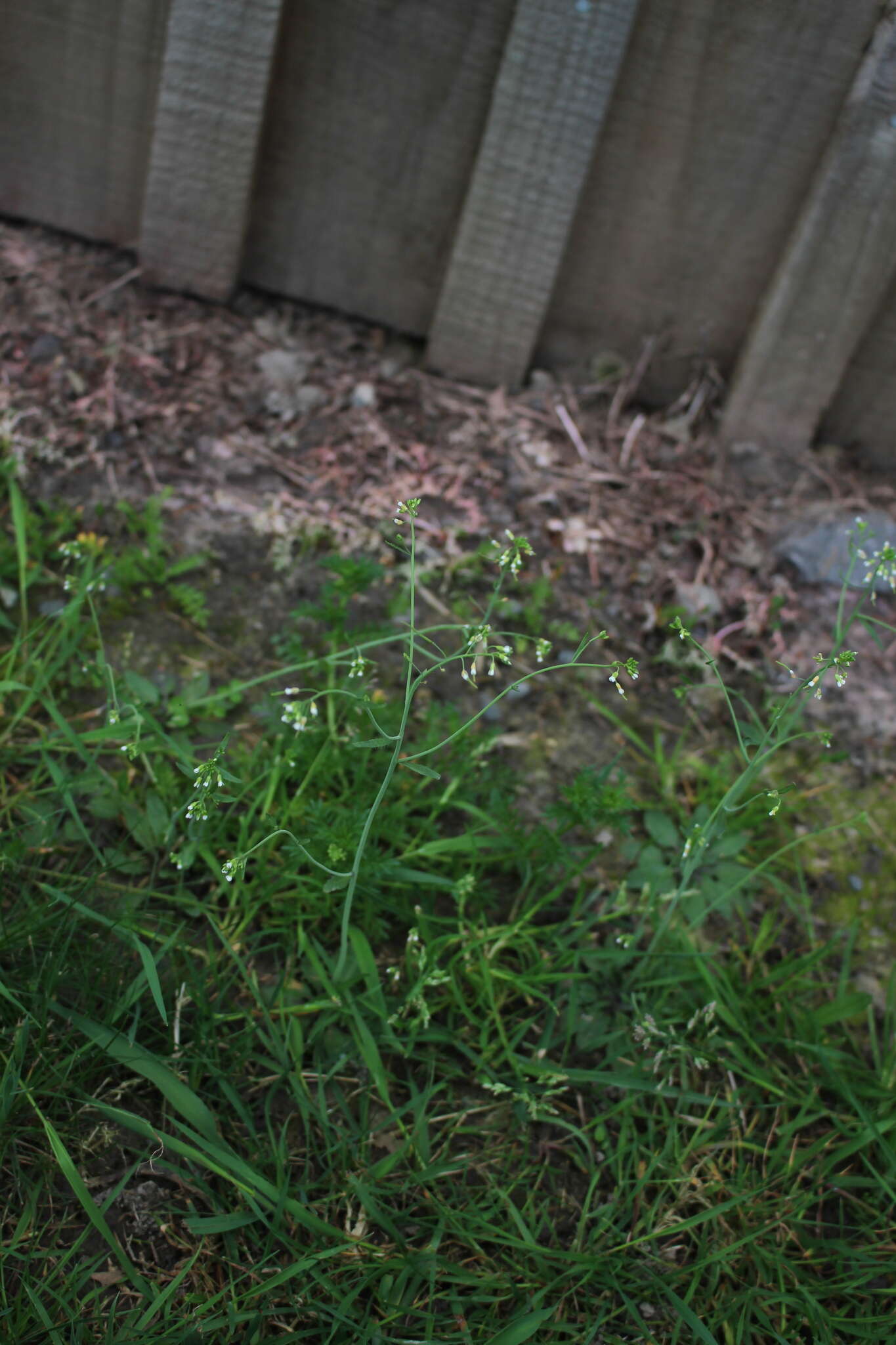 Image of Mouse-ear Cress