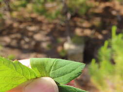 Sivun Fragaria cascadensis K. E. Hummer kuva