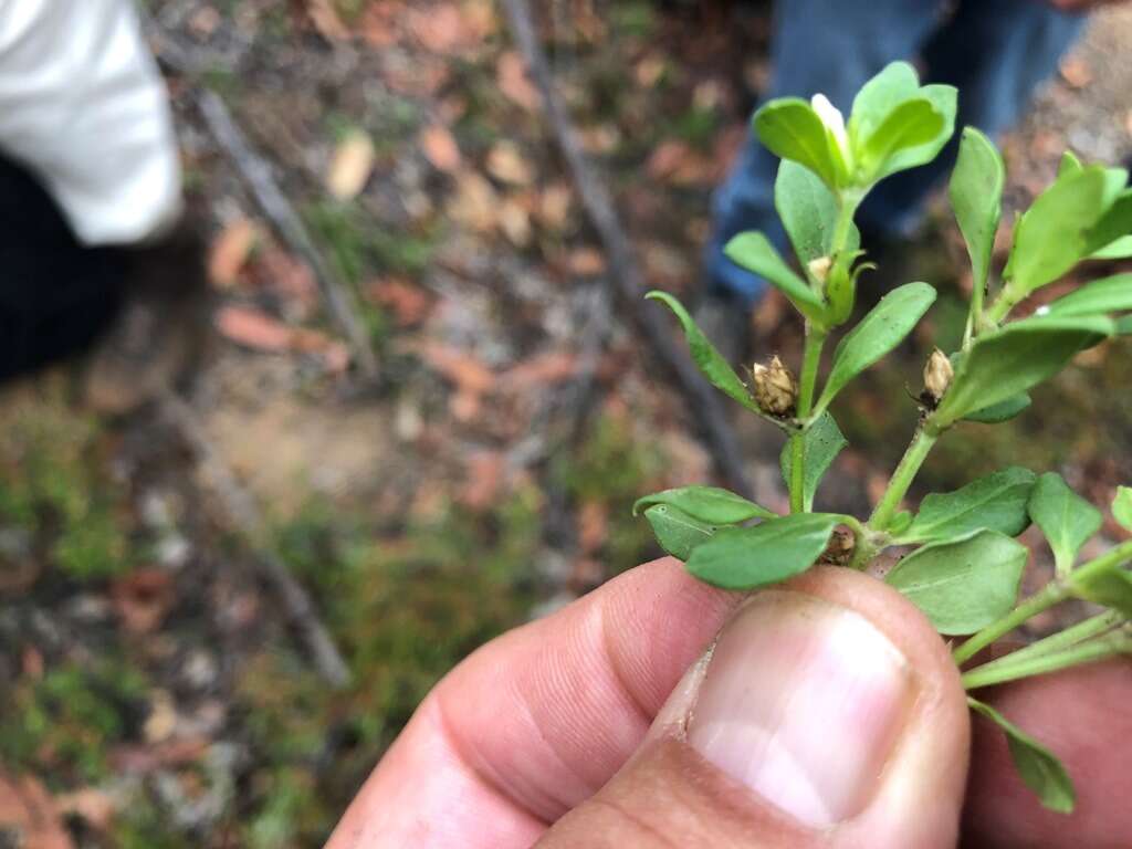 Image of Orianthera pusilla (R. Br.) C. S. P. Foster & B. J. Conn