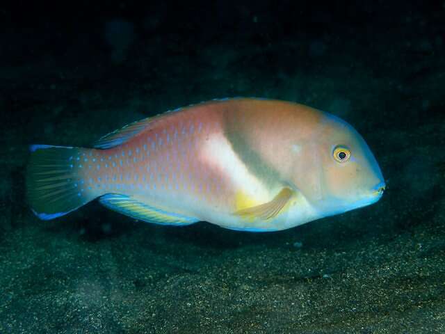 Image of Scarbreast Tuskfin