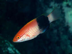 Image of Blackspot wrasse