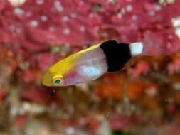 Image of Blackspot wrasse