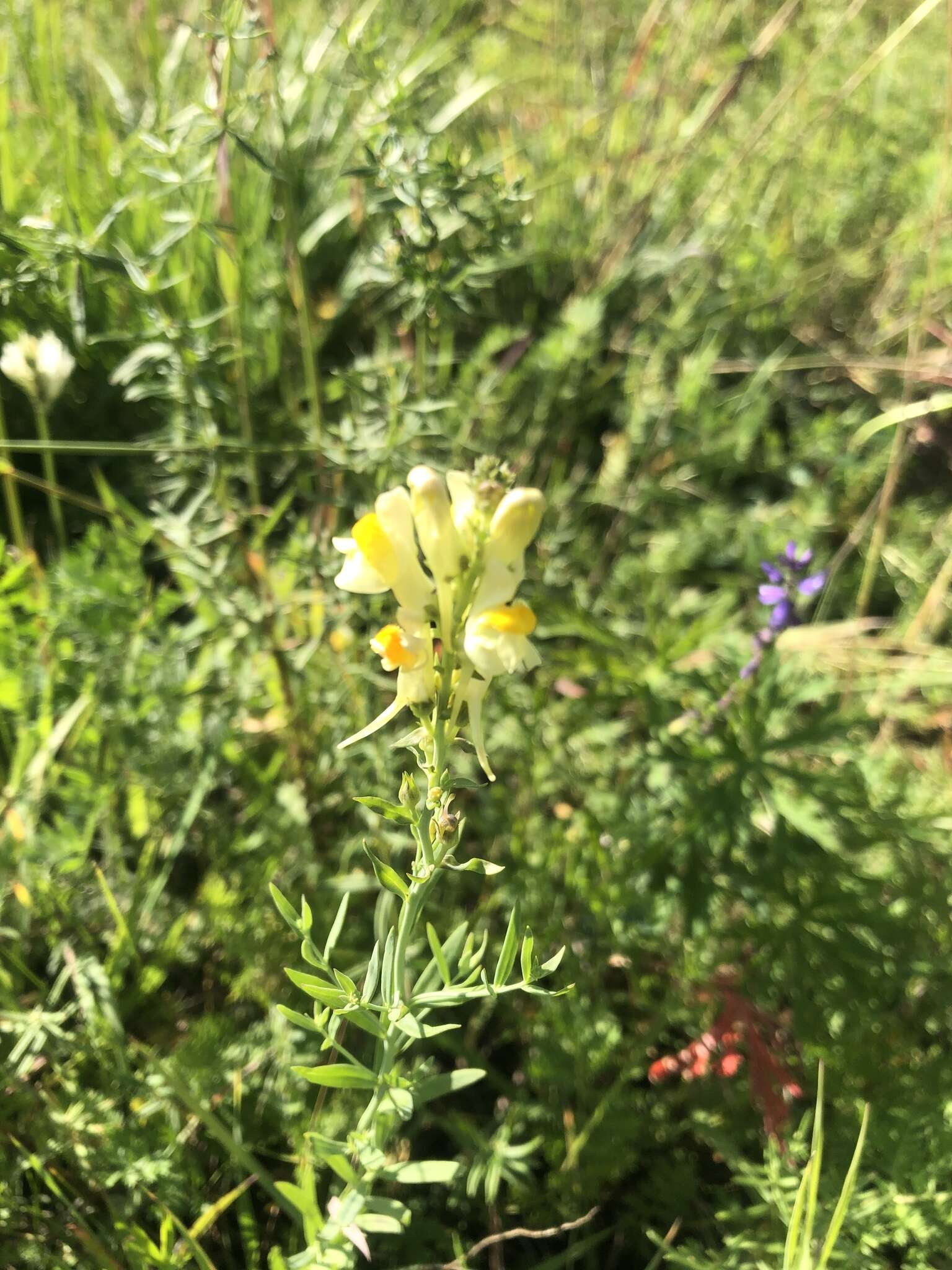 Image of Linaria vulgaris subsp. acutiloba (Fisch. ex Rchb.) D. Y. Hong