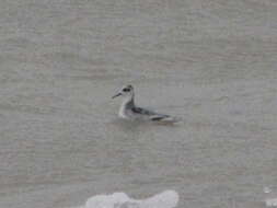 Image of Grey (Red) Phalarope