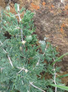 Слика од Asparagus spinescens Steud. ex Schult. & Schult. fil.