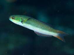 Image of Bluehead wrasse