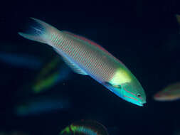 Image of Bluehead wrasse