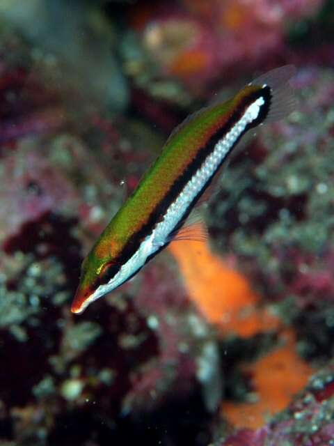 Image of Bird wrasse