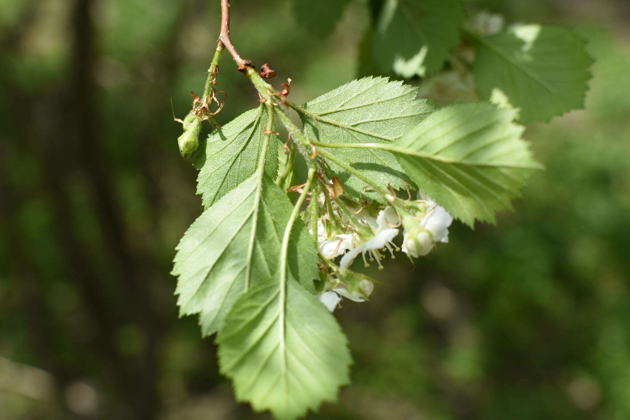 Image of Crataegus chrysocarpa var. rotundifolia (Moench) J. B. Phipps & Sennikov