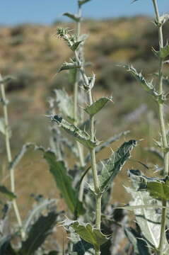 Image of Cousinia astracanica (Spreng.) Tamamsch.