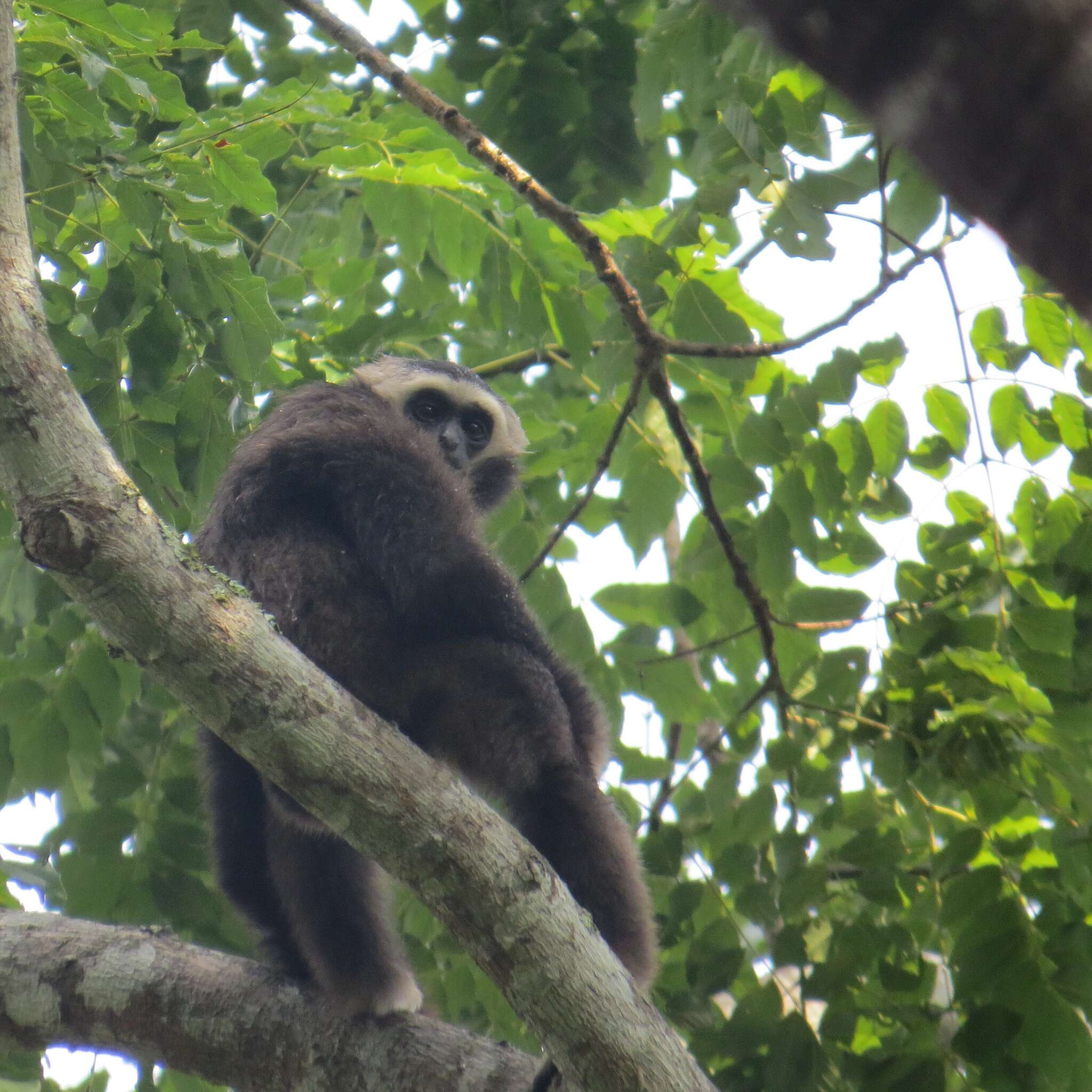 Image of Capped Gibbon