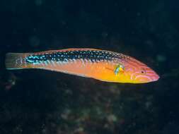 Image of Elongate wrasse