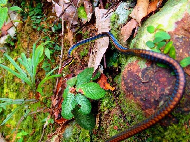 Слика од Dendrelaphis cyanochloris (Wall 1921)