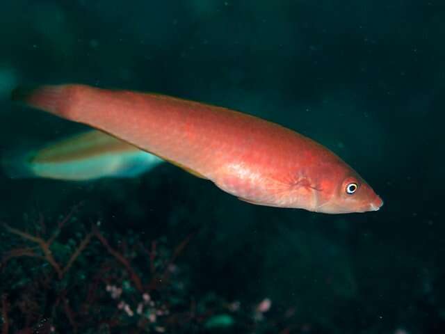 Image of Elongate wrasse