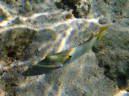 Image of Threespot wrasse