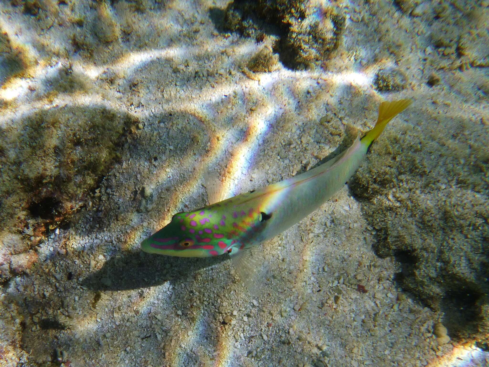 Image of Threespot wrasse