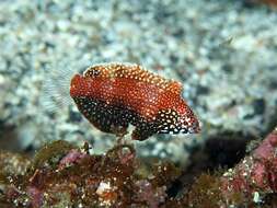 Image of Black leopard wrasse