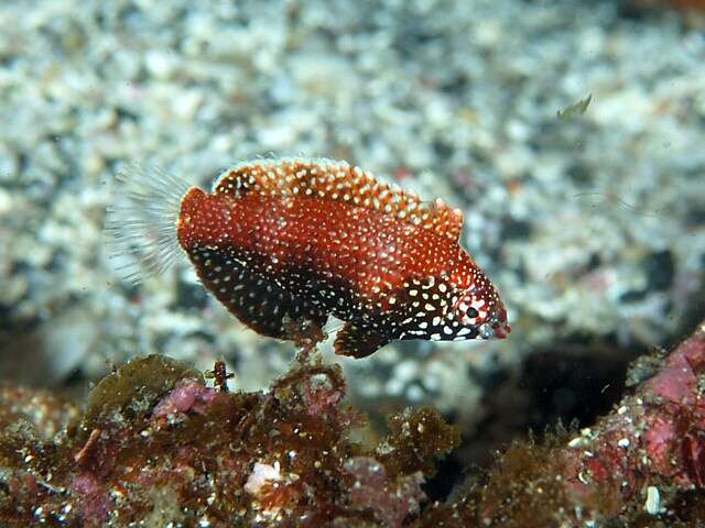 Imagem de Macropharyngodon negrosensis Herre 1932