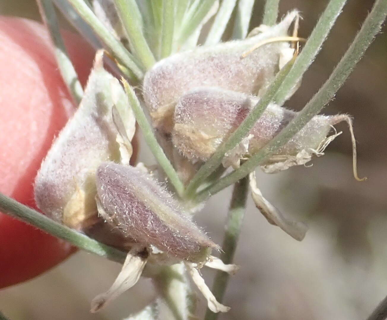 Image of Aspalathus florifera R. Dahlgren