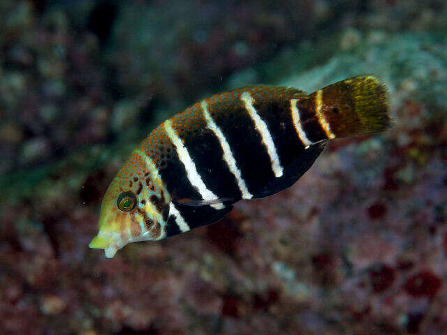 Imagem de Hemigymnus fasciatus (Bloch 1792)