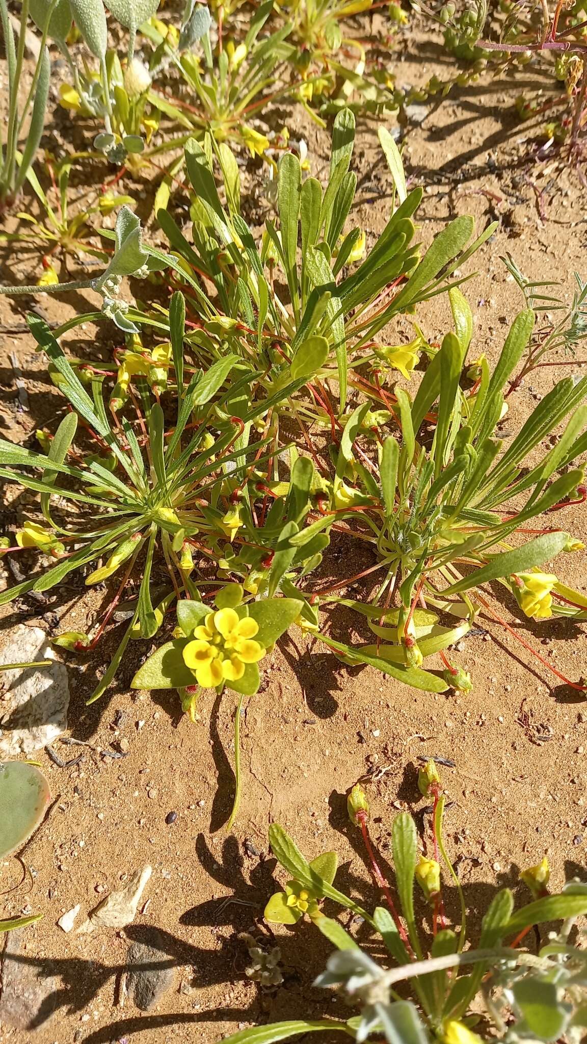 Image of Cruckshanksia pumila Clos