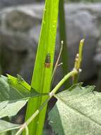 Слика од Lepidotarphius perornatella Walker 1864