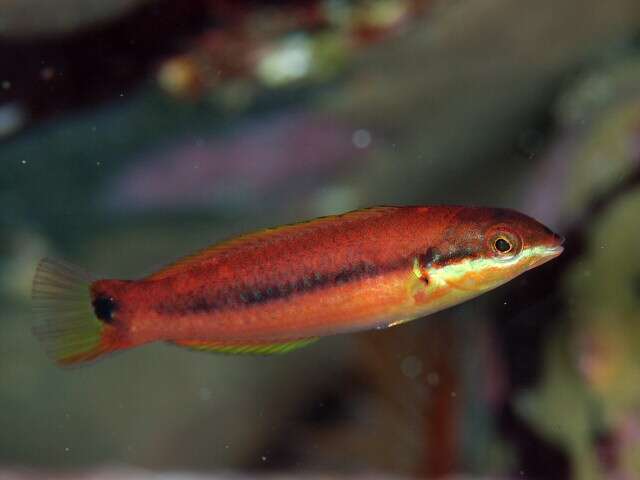 Image of Green moon wrasse