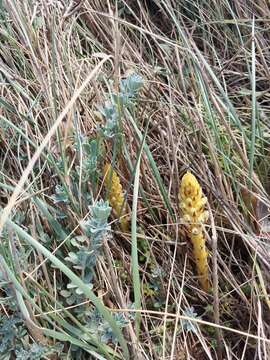 Image of nodding broomrape