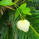 Dalechampia tiliifolia Lam.的圖片