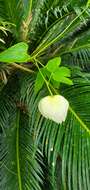 Image of Dalechampia tiliifolia Lam.