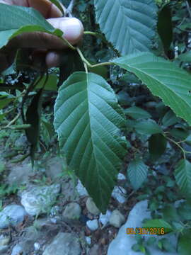 صورة Alnus acuminata Kunth