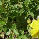 صورة Potentilla grandiflora L.