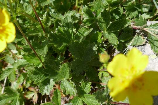 Image de Potentille à grandes fleurs