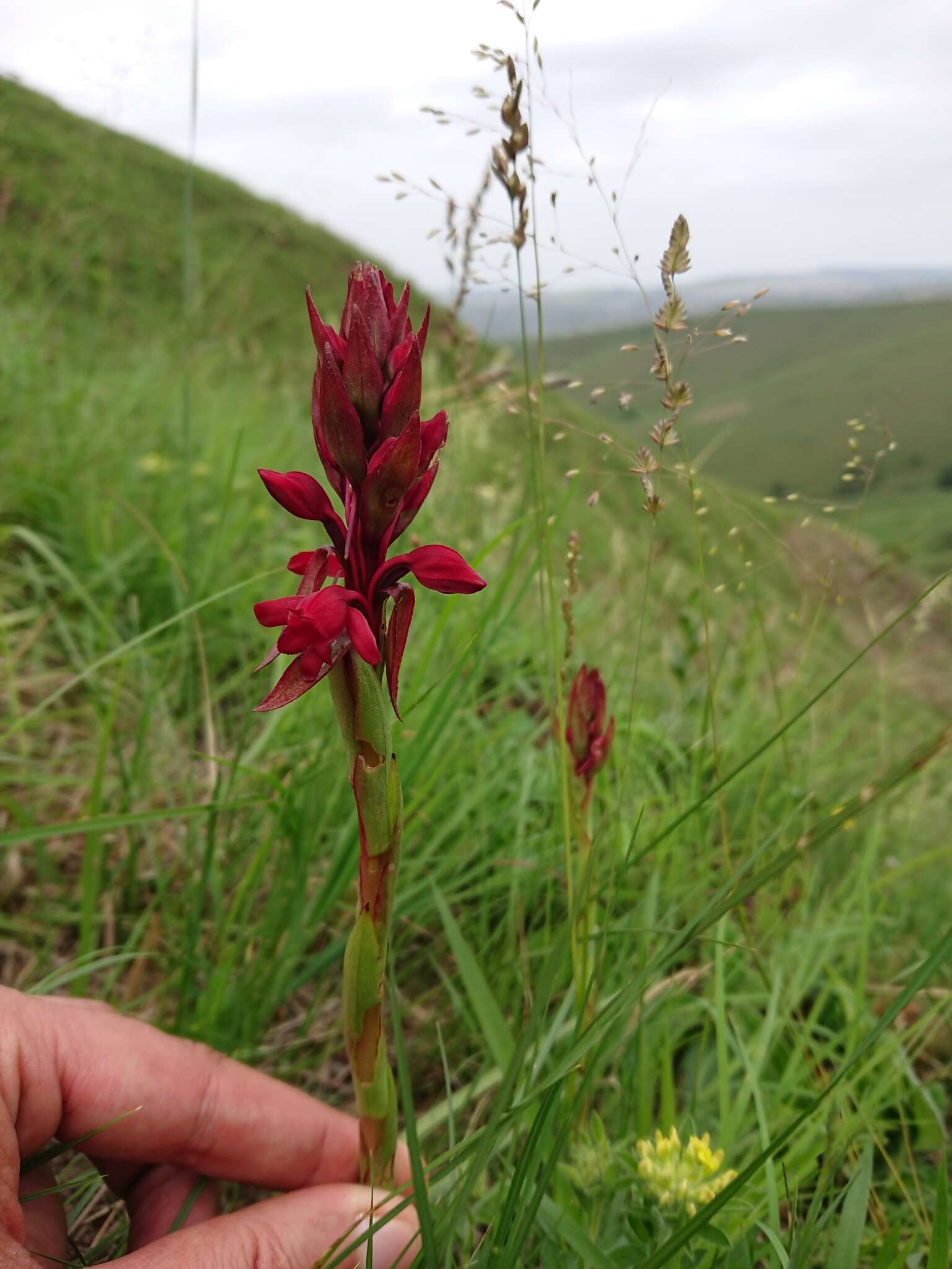 Image of Satyrium rhodanthum Schltr.