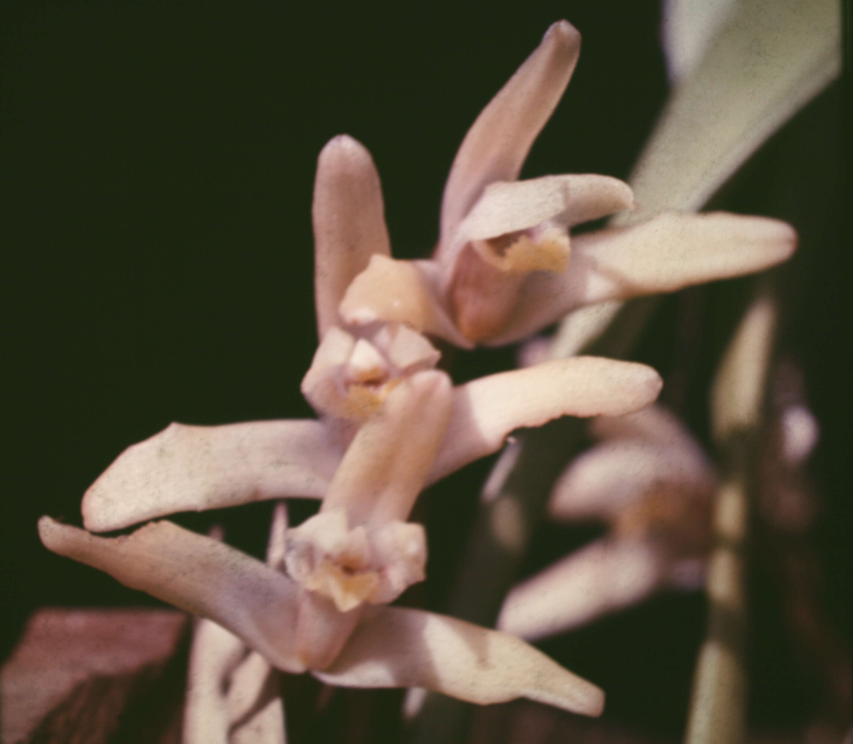 Image of Tiger orchids