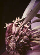 Image of Maxillaria parkeri Hook.