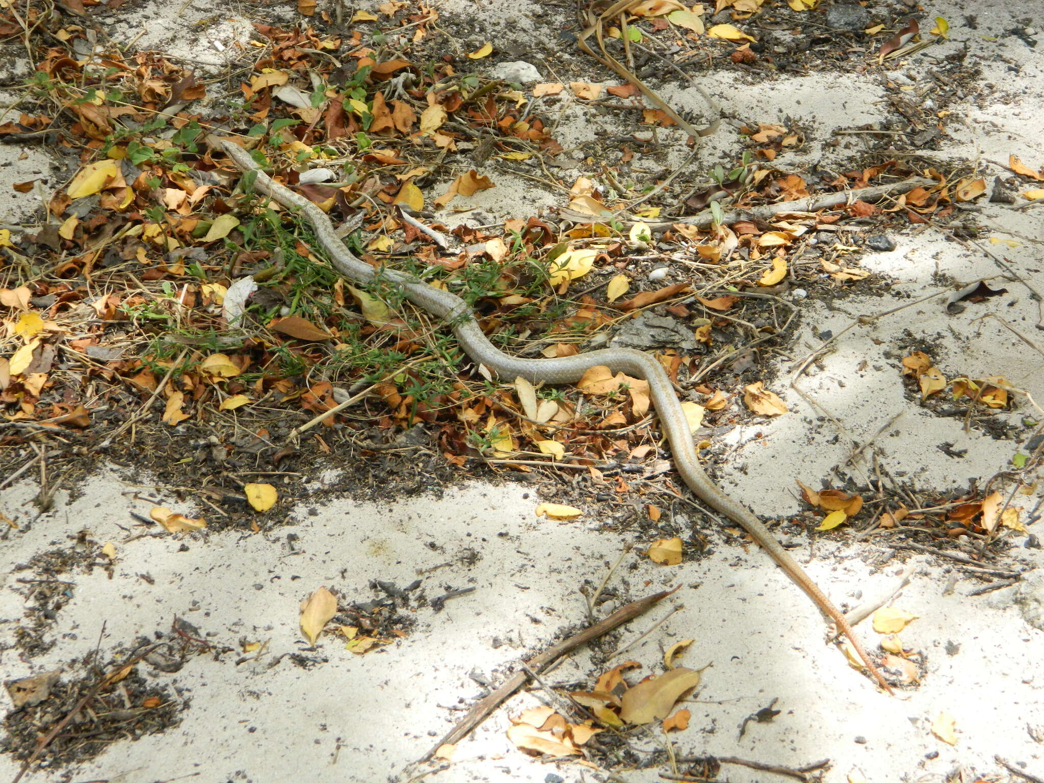 Image of Antiguan Racer