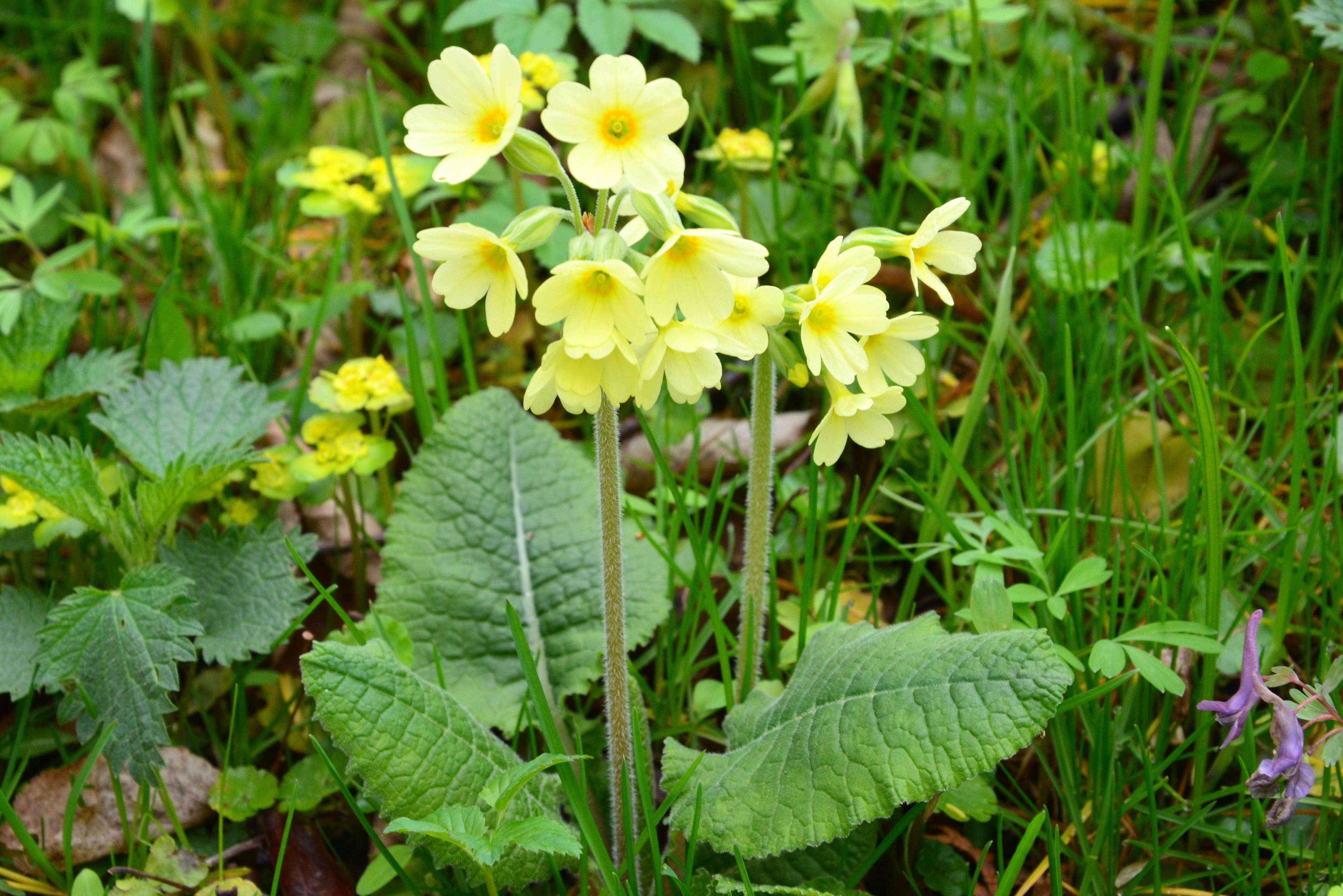 Image of oxlip