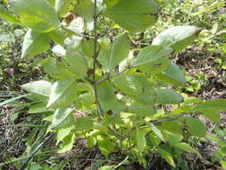 Image of Weigela praecox (Lemoine) L. H. Bailey