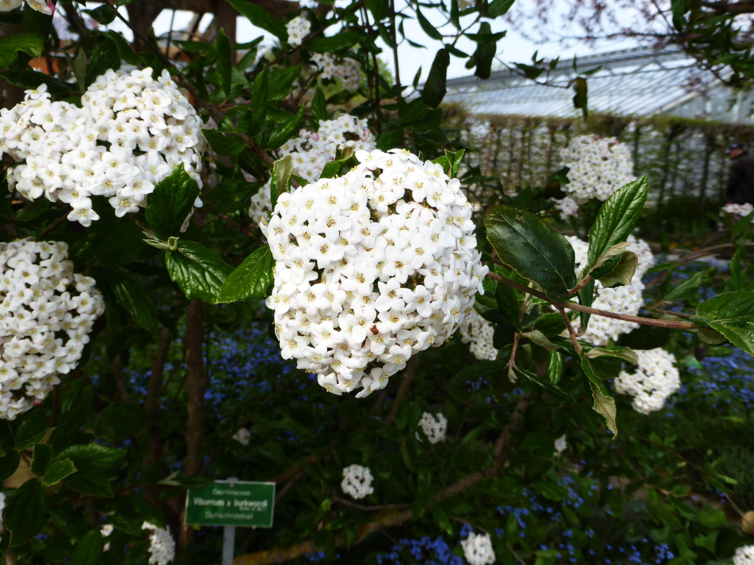 Image of Viburnum × burkwoodii