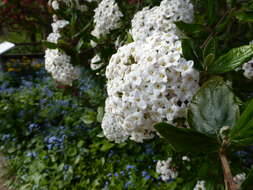 Image of Viburnum × burkwoodii