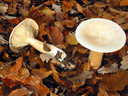 Image de Clitocybe géotrope