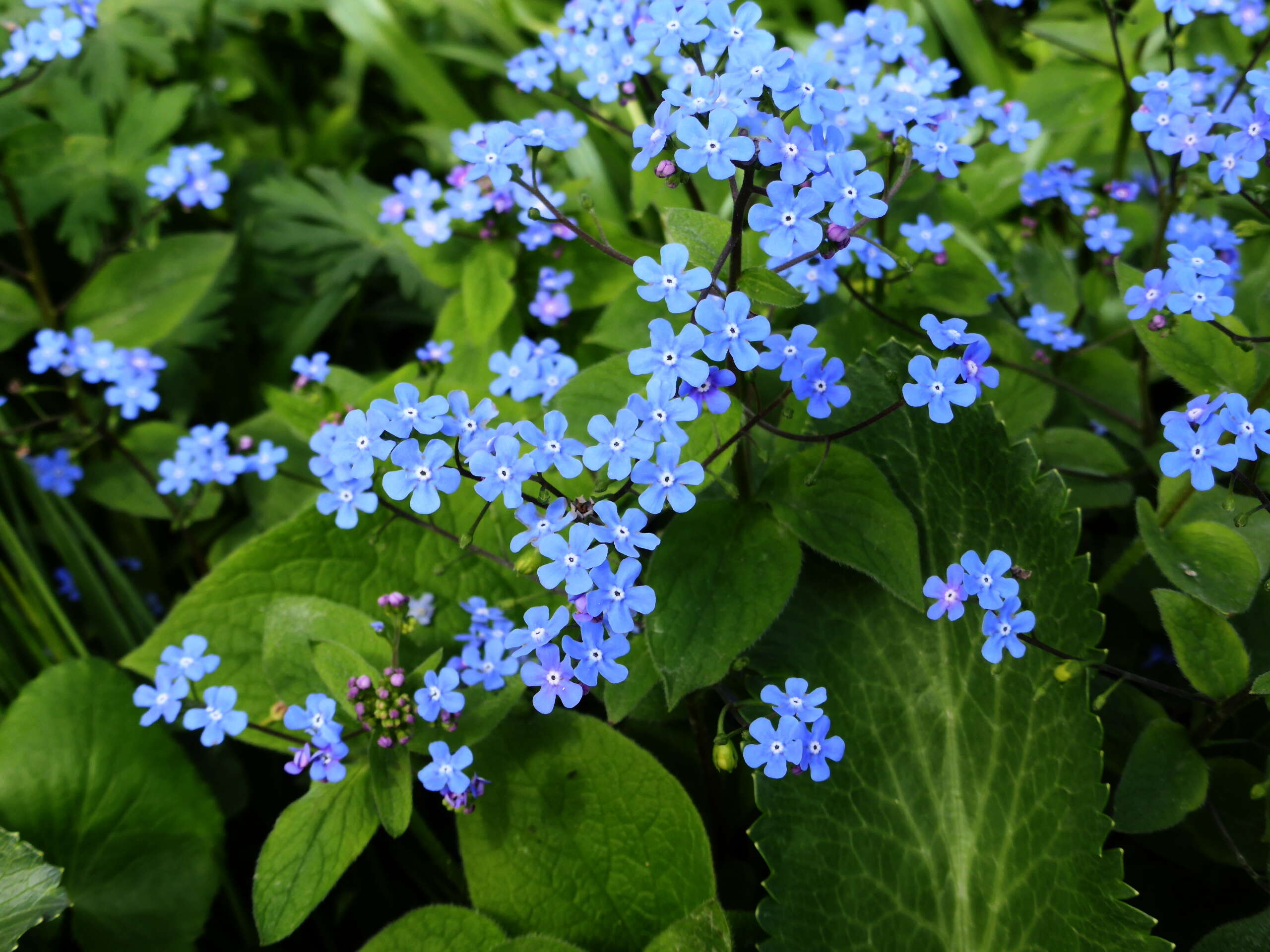 Image of False Forget-Me-Not