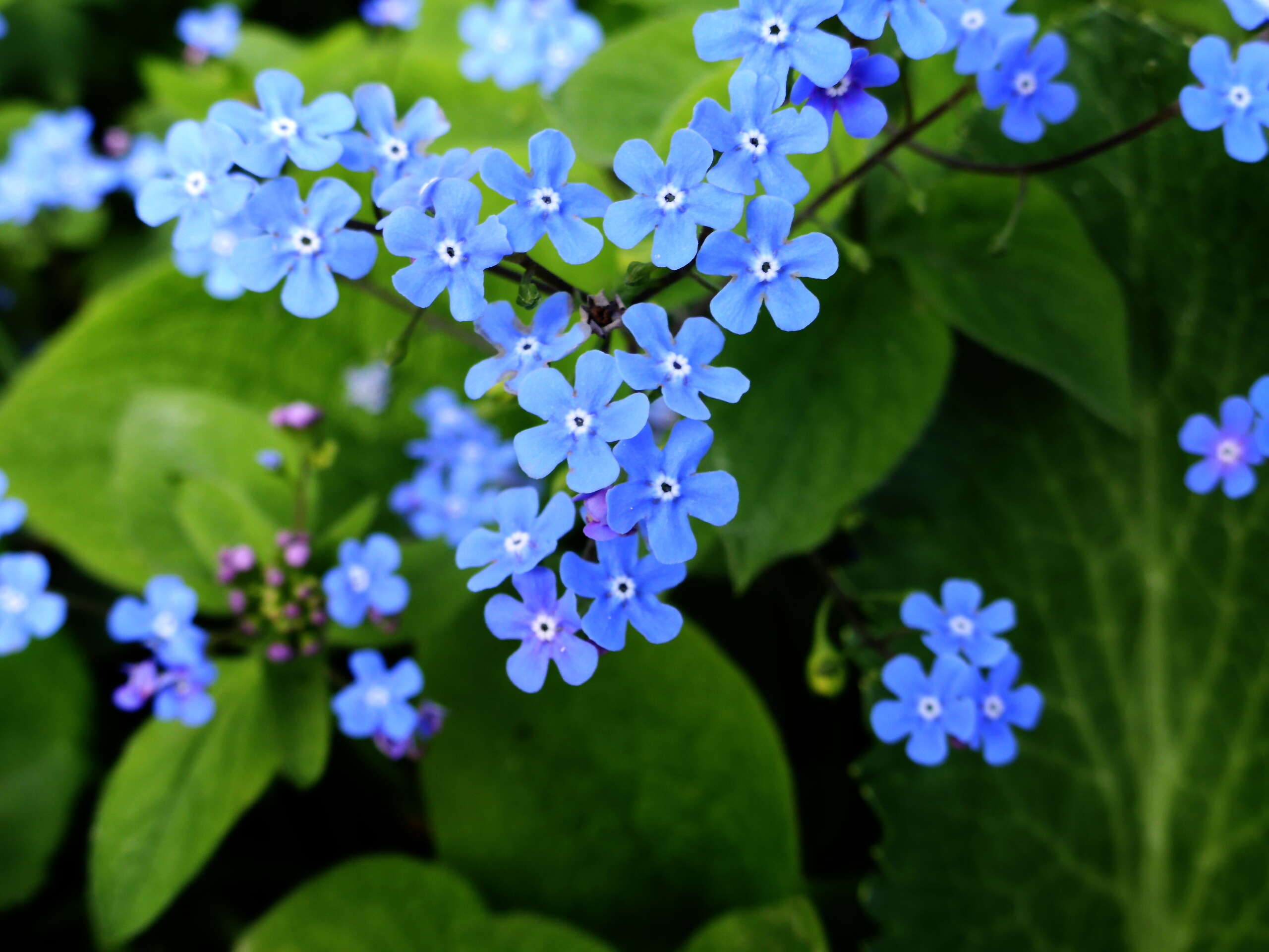 Plancia ëd Brunnera macrophylla (Adams) I. M. Johnst.