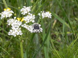 Image of Trichiotinus texanus (Horn 1876)