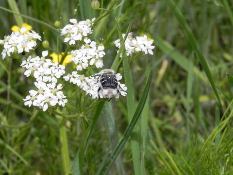 Image of Texas Flower Scarab